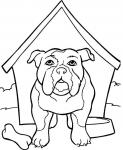 Bulldog