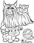 Cane Terrier