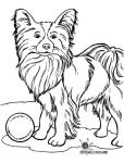 Cane Terrier