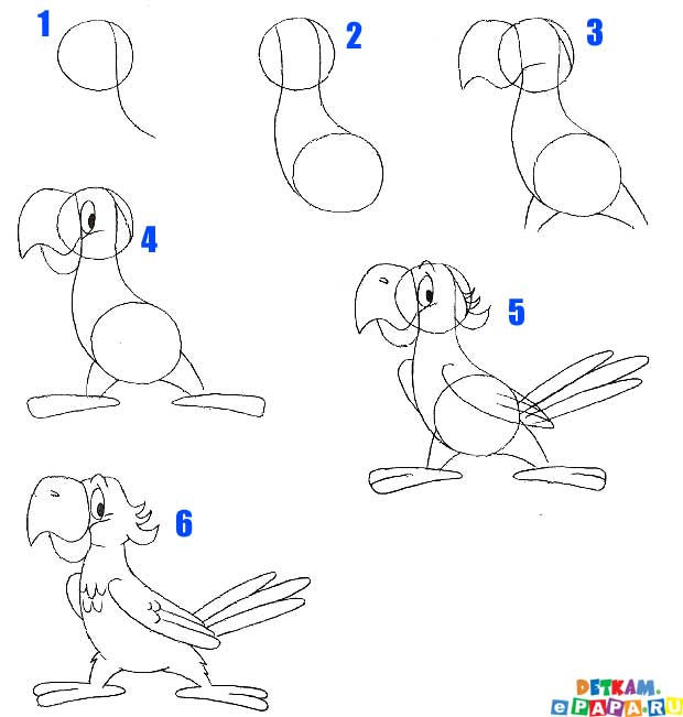 Come Disegnare Un Pappagallo Come Disegnare Gli Uccelli Come Disegnare
