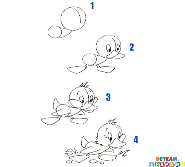 Come Disegnare Un Anatroccolo Come Disegnare Gli Uccelli Come Disegnare